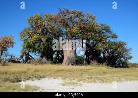 Affenbrotbaum, Baines Baobabs, Kudiakam Pan, Nxai Pan Nationalpark, Botswana/Affenbrotbaeume, Affenbrotbaeume Stockfoto