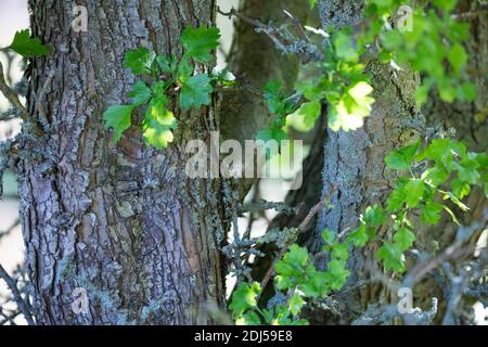 Eingriffliger Weißdorn, Eingriffeliger Weißdorn, Stamm, Rinde, Borke, Weissdorn, Weiß-Dorn, Weiss-Dorn, Hagedorn, Crataegus monogyna, Weißdorn, häufig Stockfoto