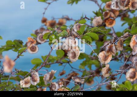 Christusdorn, Gemeiner Stechdorn, Stechdorn, Frucht, Früchte, Paliurus spina-christi, Paliurus aculeatus, Paliurus australis, Rhamnus paliurus, Jerusa Stockfoto