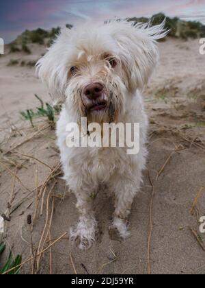 Kleiner schmuddeliger weißer Hund am Strand, Cornwall, Großbritannien Stockfoto