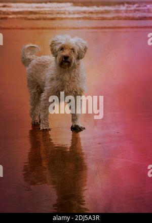 Kleiner schmuddeliger weißer Hund am Strand bei Sonnenuntergang, Cornwall, Großbritannien Stockfoto