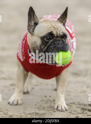 5-jährige weibliche Rehkitz Französin mit Ball am Strand Stockfoto