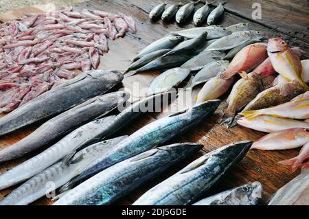 Frischer Fisch und Tintenfisch auf einem Holztisch. Der Fischerkresen. Sri Lanka. Stockfoto