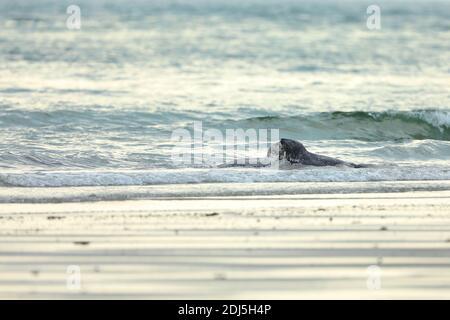 Atlantic Grey Seal, Halichoerus grypus,zwei Robben im Wasser, Tiere schwimmen in den Meereswellen, Deutschland Stockfoto