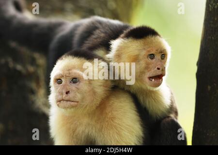 Ein Paar Kapuziner mit weißem Gesicht - Cebus capucinus, schöne braune weiße Gesichter Primat aus Costa Rica Wald. Stockfoto