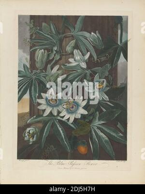 The Blue Passion Flower, 1800, from Robert John Thornton, 'The Temple of Flora', London, 1799-1812, Print made by James Caldwall, 1739–1819, British, after Philip Reinagle, 1749–1833, British, 1800, Aquatint, Stipple and line engraving with Hand coloring on Medium, moderatley textured, Cream wove paper, Sheet: 23 1/2 x 18 7/8 Zoll (59.7 x 47.9 cm), botanisches Thema, Botanik, Blumen (Pflanzen), passiflora, Pflanze, Wissenschaft Stockfoto