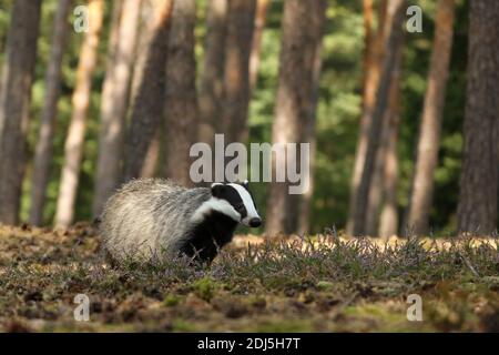 Wildtierszene. Wilder Dachs, Meles meles, Tier im Kiefernwald. Europa. Stockfoto