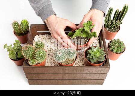 Mann, der Kaktentöpfe in eine dekorative Holzkiste legt Stockfoto