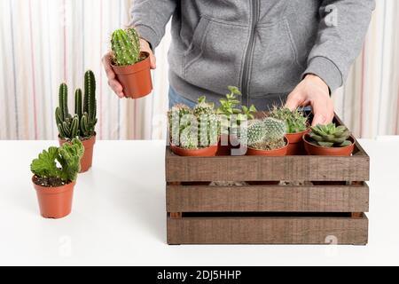 Mann, der Kaktentöpfe in eine dekorative Holzkiste legt Stockfoto