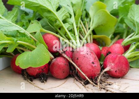 Erntezeit, Nahaufnahme Bild Von Redish Just After Harvesting Mit Wurzeln Und Blättern Stockfoto