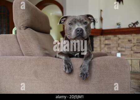 Englisch Staffordshire Bull Terrier liegt unten auf braunem Sofa im Wohnzimmer. Netter Staff Bull auf der Couch zu Hause. Stockfoto