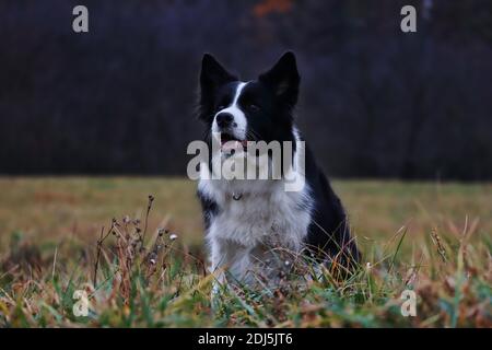 Smiling Border Collie setzt sich auf das Feld. Liebenswert schwarz und weiß Hund genießt wolkigen Tag in der Natur. Stockfoto