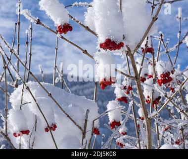 Schneebedeckter Busch mit roten Beeren. Nahaufnahme mit sichtbaren Eiskristallen und Schneeflocken an den Ästen. Winter sonnigen Tag mit blauem Himmel im Hintergrund. Stockfoto