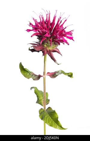 Heilpflanze aus meinem Garten: Blume und Blätter von Monarda didyma (Indiandernessel / Goldmelisse) isoliert auf weißem Hintergrund Stockfoto