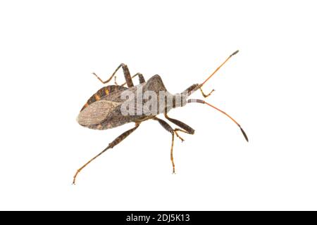 Seitenansicht des lebenden Erwachsenen Dock Bug (Coreus marginatus) Isoliert auf weißem Hintergrund Stockfoto