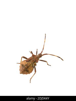 Draufsicht auf lebende Dock Bug Nymphe (Coreus marginatus) Isoliert auf weißem Hintergrund Stockfoto