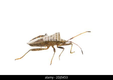 Vertikale Ansicht lebende Erwachsene Dock Bug (Coreus marginatus) Isoliert auf weißem Hintergrund Stockfoto