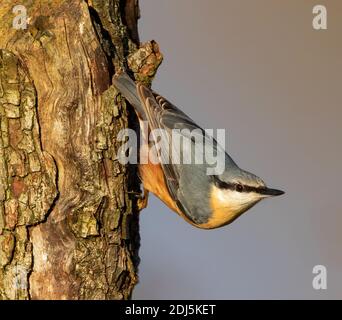 Nuthatch in einer typischen Pose auf Baumstumpf Stockfoto