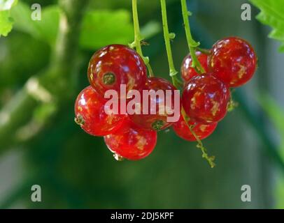 Rote Johannisbeeren, Ribes Rubrum Stockfoto