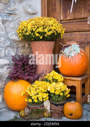 Ornamentale Anordnung mit großen orangefarbenen Kürbissen und gelben Blüten in einer Vase. Stockfoto