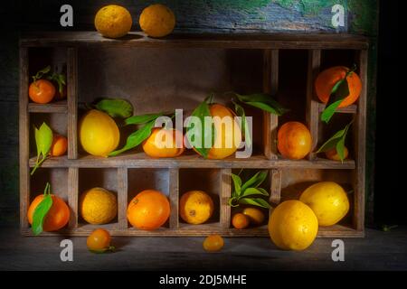 Vitrine Foto von Zitrusfrüchten in scharfes Licht auf Regal.. Zitrone, Zitrus, Tachibana, Kumquats, Zitronen, Mandarinen und fliegender Drache. Mit frischem oder getrocknetem L Stockfoto