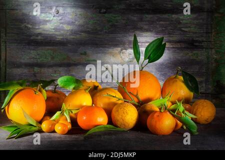 Stillleben Foto von Zitrusfrüchten in scharfem Licht auf Regal. Zitrone, Zitrus, Tachibana, Kumquats, Zitronen, Mandarinen und fliegender Drache. Mit frisch oder getrocknet Stockfoto