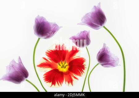 Nahaufnahme von Purple Tulpen und Red Tulpe. Stockfoto