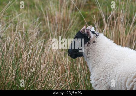 Junges Exemplar von Scottish Blackface, die häufigste der Schafrasse im Vereinigten Königreich, Schottland. Konzept: Tierleben, nationales Symbol, Leben Stockfoto