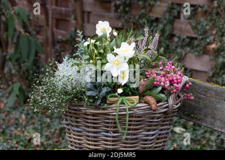 Korb mit helleborus niger, Stachelheide, Heidekraut, Mistel und Kissenbusch im Wintergarten Stockfoto