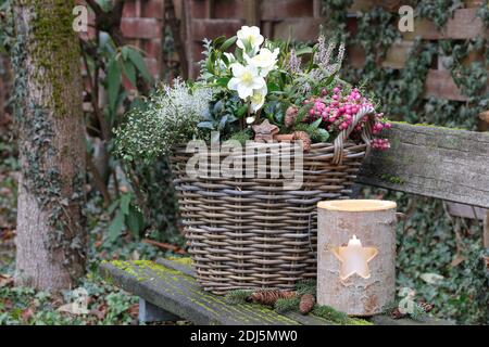 weihnachtliche Gartendekoration mit Winterpflanzen in Korb und Holz Laterne Stockfoto