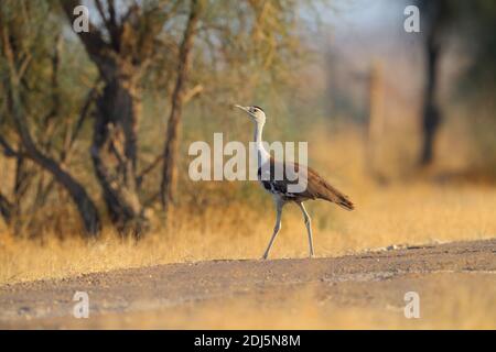 Eine vom Aussterben bedrohte große indische Bustarde (Ardeotis nigriceps) im Desert National Park, Rajasthan, Indien Stockfoto