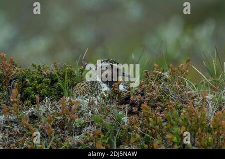 Pfuster golden (Pluvialis apricaria), Erwachsene sitzend auf Nest, Norwegen Stockfoto