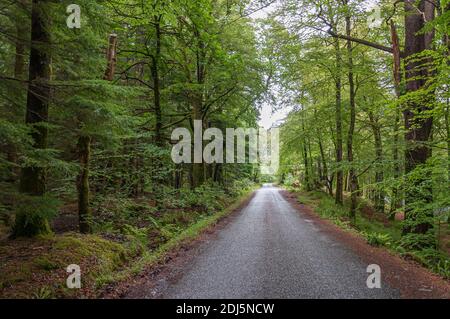 Straßenschnitt durch ein Holz mit hellgrünen Blättern, Glencoe, Schottische Highlands. Konzept: Berühmte schottische Panoramen, geheimnisvolle antike Orte, Schotte Stockfoto