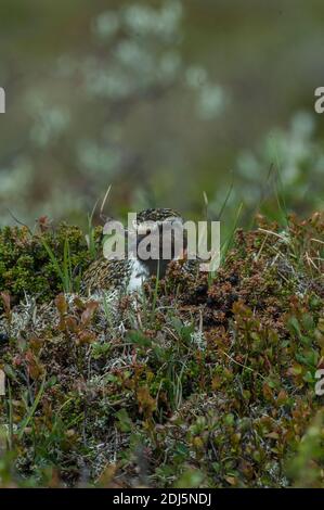 Pfuster golden (Pluvialis apricaria), Erwachsene sitzend auf Nest, Norwegen Stockfoto