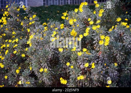 Schöne goldene Blume auf grünem Gras. Daisy-Konzept. Stockfoto