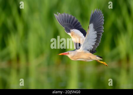 Kleine Bittern (Ixobrychus minutus), Seitenansicht eines erwachsenen Mannes im Flug, Kampanien, Italien Stockfoto