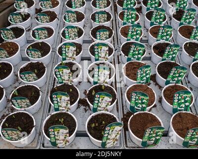 Ein Display von Galanthus Schneeglöckchen Sorten Beluga und Polar Bär zum Verkauf in einem Gartencenter Stockfoto