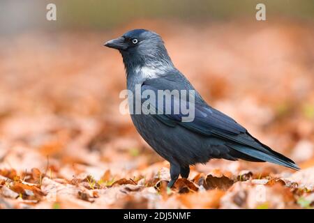 Westjackdaw (Coloeus monedula), Seitenansicht eines Erwachsenen, der auf dem Boden steht, Woiwodschaft Masowien, Polen Stockfoto