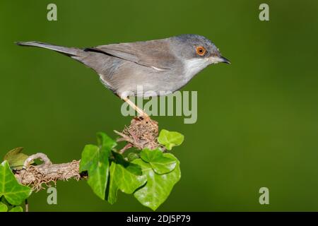 Sardischer Waldsänger (Sylvia melanocephala), Seitenansicht eines erwachsenen Weibchens, das auf einem europäischen Efeu-Zweig thront, Kampanien, Italien Stockfoto