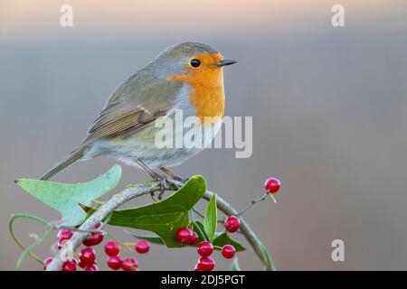 Europäischer Robin (Erithacus rubecula), Seitenansicht eines ersten Winterjuvenils auf einer Smilax aspera, Kampanien, Italien Stockfoto