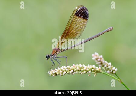 Kupferdemoiselle (Calopteryx splendens), Seitenansicht eines erwachsenen Weibchen, das auf einer Pflanze thront, Kampanien, Italien Stockfoto