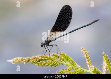 Kupferdemoiselle (Calopteryx splendens), Seitenansicht eines erwachsenen Mannes, der auf einer Pflanze thront, Kampanien, Italien Stockfoto