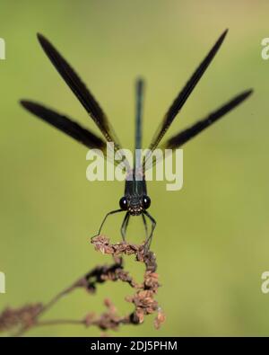 Kupferdemoiselle (Calopteryx splendens), Vorderansicht eines erwachsenen Mannes, der seine Flügel ausbreitet, Kampanien, Italien Stockfoto