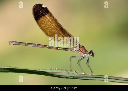 Kupferdemoiselle (Calopteryx splendens), Seitenansicht eines erwachsenen Weibchen, das auf einer Pflanze thront, Kampanien, Italien Stockfoto