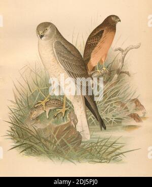 Platte 3 Marsh Hawk (Northern Harrier) Chromolithographierte Platte aus dem Jahr 1893 Buch The Hawks and Owls of the United States in Their Relation to Agriculture Stockfoto