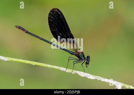 Kupferdemoiselle (Calopteryx splendens), Seitenansicht eines erwachsenen Mannes, der auf einer Pflanze thront, Kampanien, Italien Stockfoto