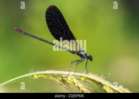 Kupferdemoiselle (Calopteryx splendens), Seitenansicht eines erwachsenen Mannes, der auf einer Pflanze thront, Kampanien, Italien Stockfoto