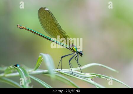 Gebändertes Demoiselle (Calopteryx splendens), Seitenansicht eines erwachsenen Weibchen, das auf einer Pflanze thront, Kampanien, Italien Stockfoto