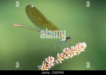 Gebändertes Demoiselle (Calopteryx splendens), Seitenansicht eines erwachsenen Weibchen, das auf einer Pflanze thront, Kampanien, Italien Stockfoto