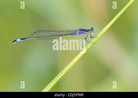 Blauschwänzige Damselfliege (Ischnura elegans), Seitenansicht eines auf einem Stamm sitzenden Weibchens, Kampanien, Italien Stockfoto